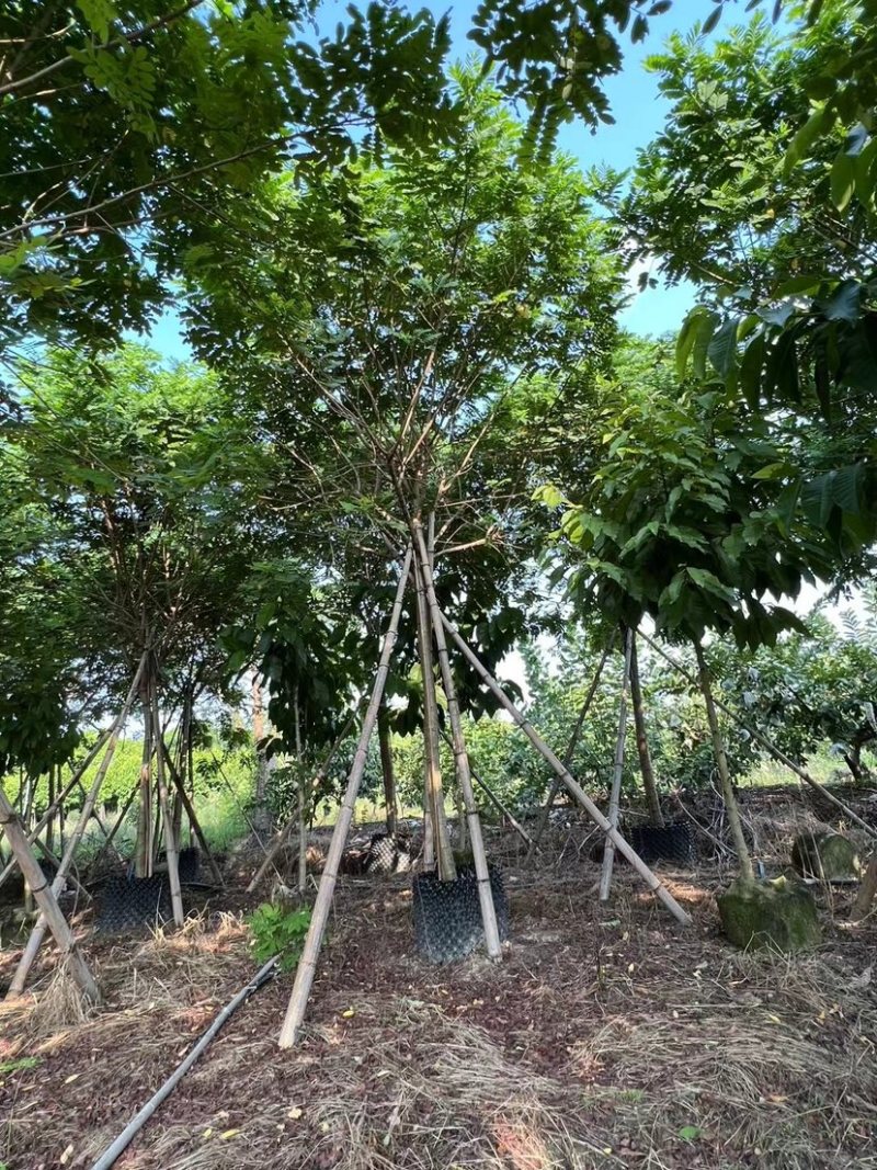 黄槐4～8公分出售，有需要的老板们欢迎来电洽来电洽谈合作