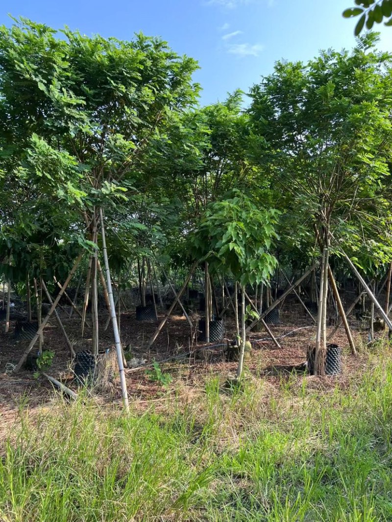 黄槐4～8公分出售，有需要的老板们欢迎来电洽来电洽谈合作