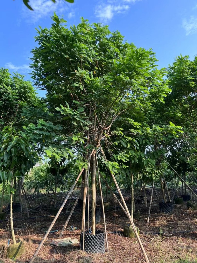 黄槐4～8公分出售，有需要的老板们欢迎来电洽来电洽谈合作