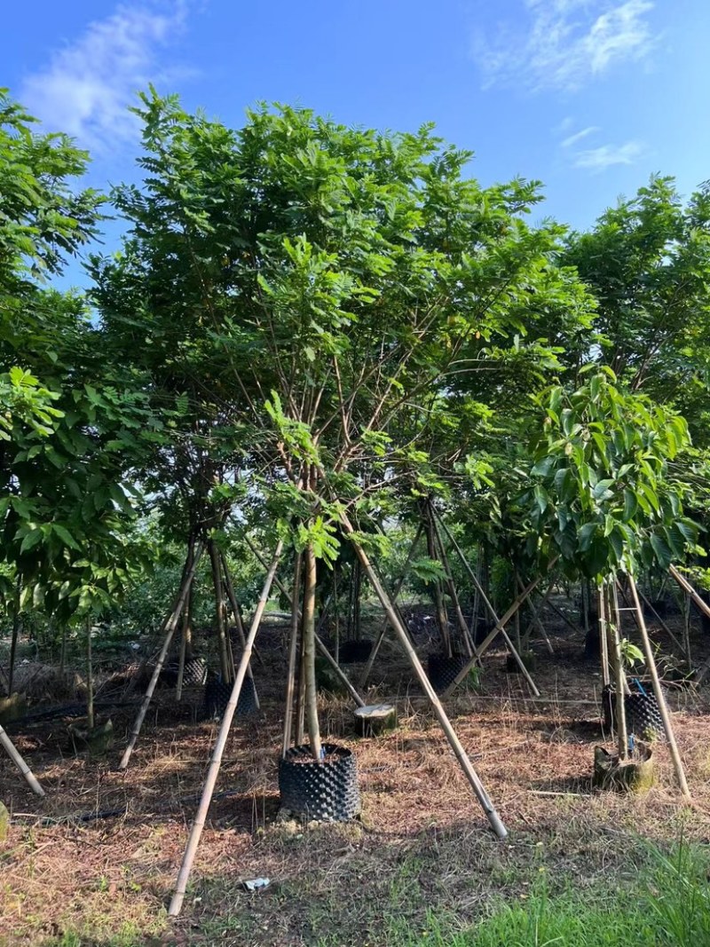 黄槐4～8公分出售，有需要的老板们欢迎来电洽来电洽谈合作