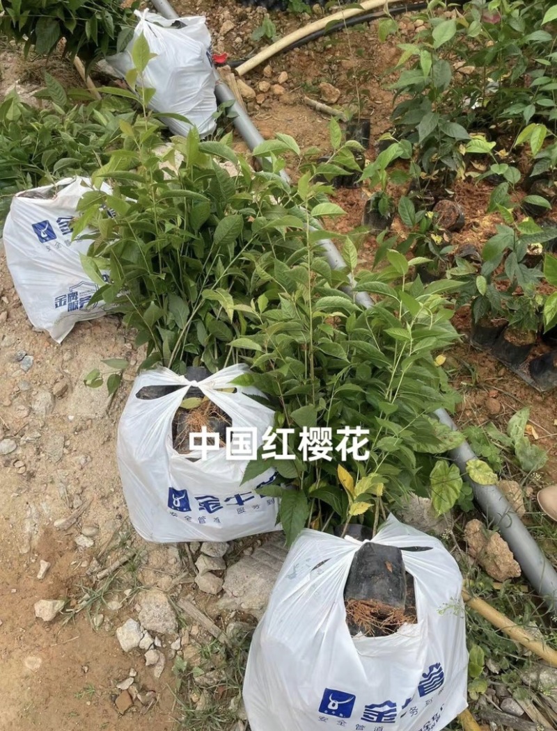 中国红樱花/规格齐全/有需要的老板们前来咨询合作