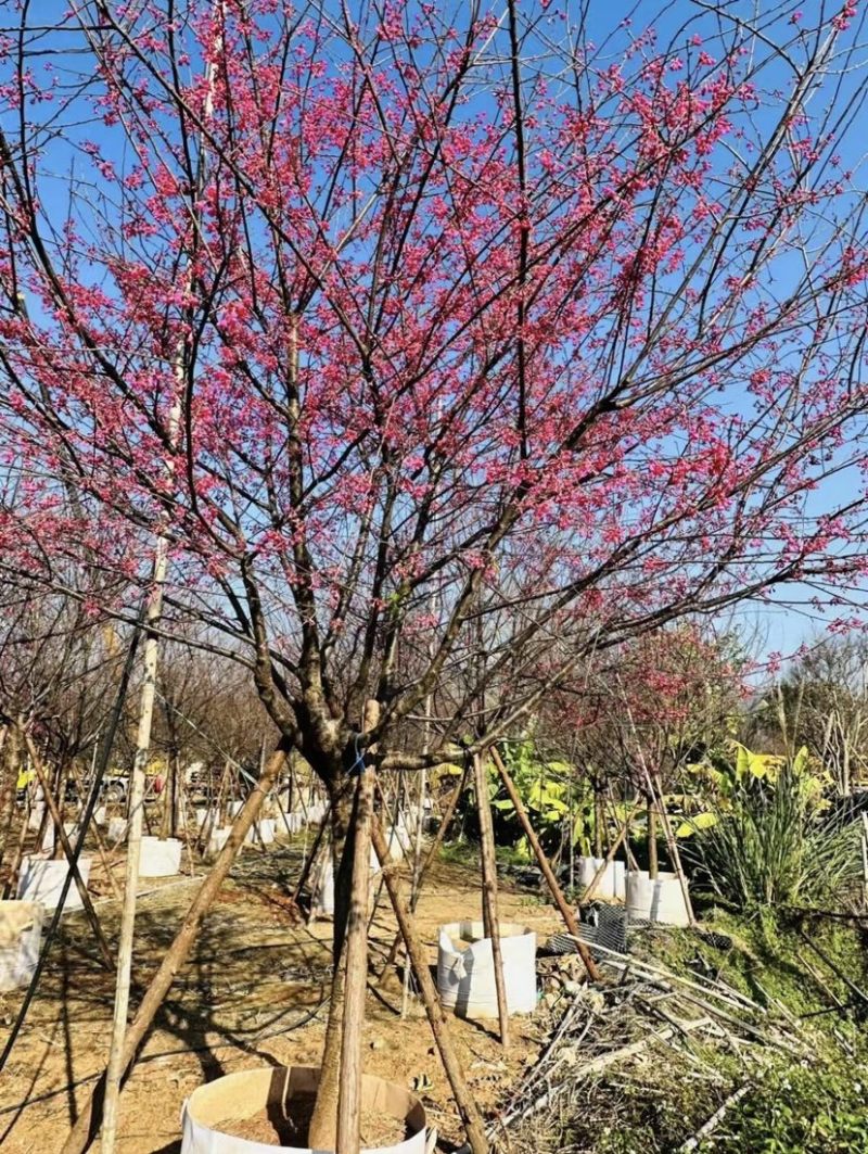 中国红樱花/规格齐全/有需要的老板们前来咨询合作