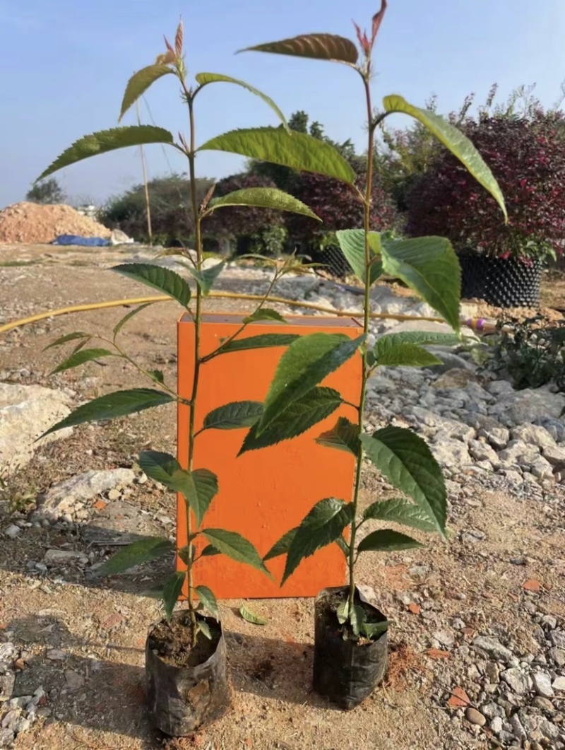 黄花风铃木规格齐全，有需要的老板们欢迎来电洽谈合作