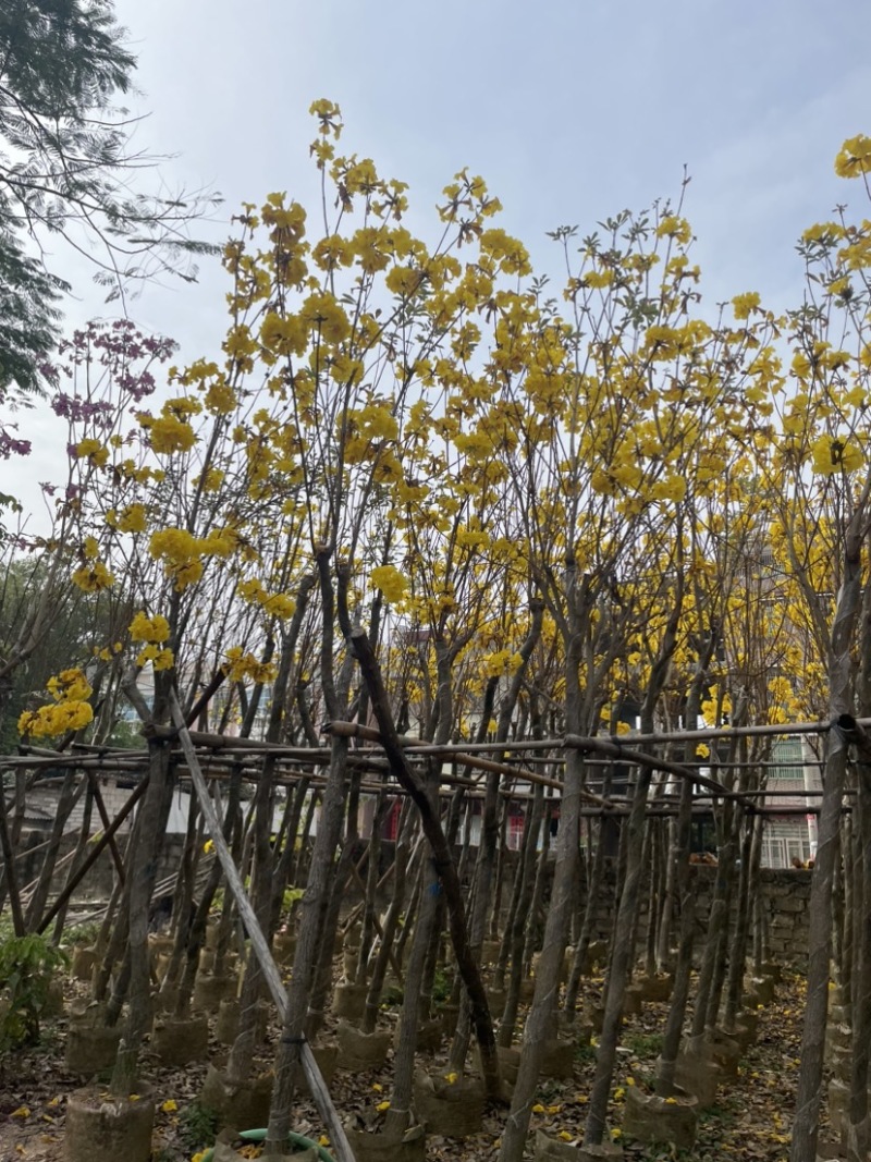 黄花风铃木规格齐全，有需要的老板们欢迎来电洽谈合作