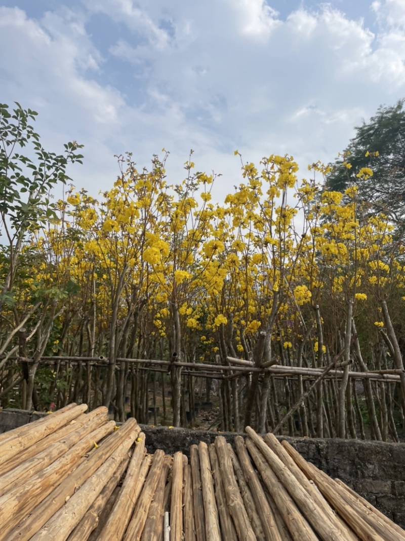黄花风铃木规格齐全，有需要的老板们欢迎来电洽谈合作