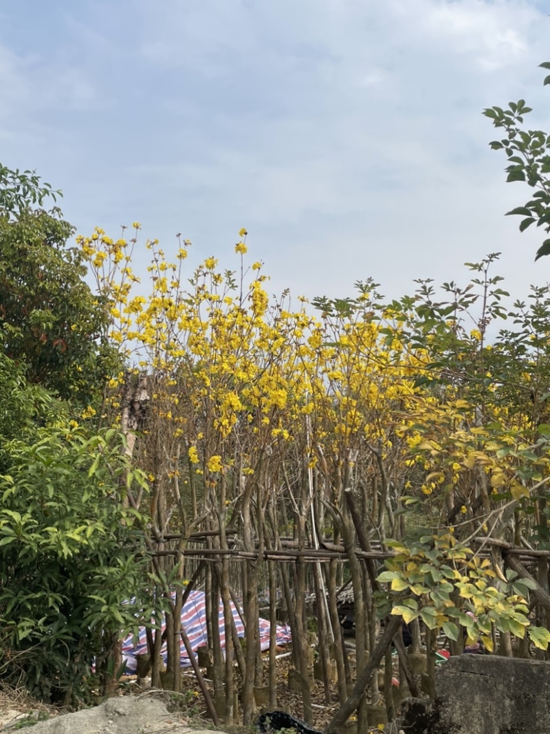 黄花风铃木规格齐全，有需要的老板们欢迎来电洽谈合作
