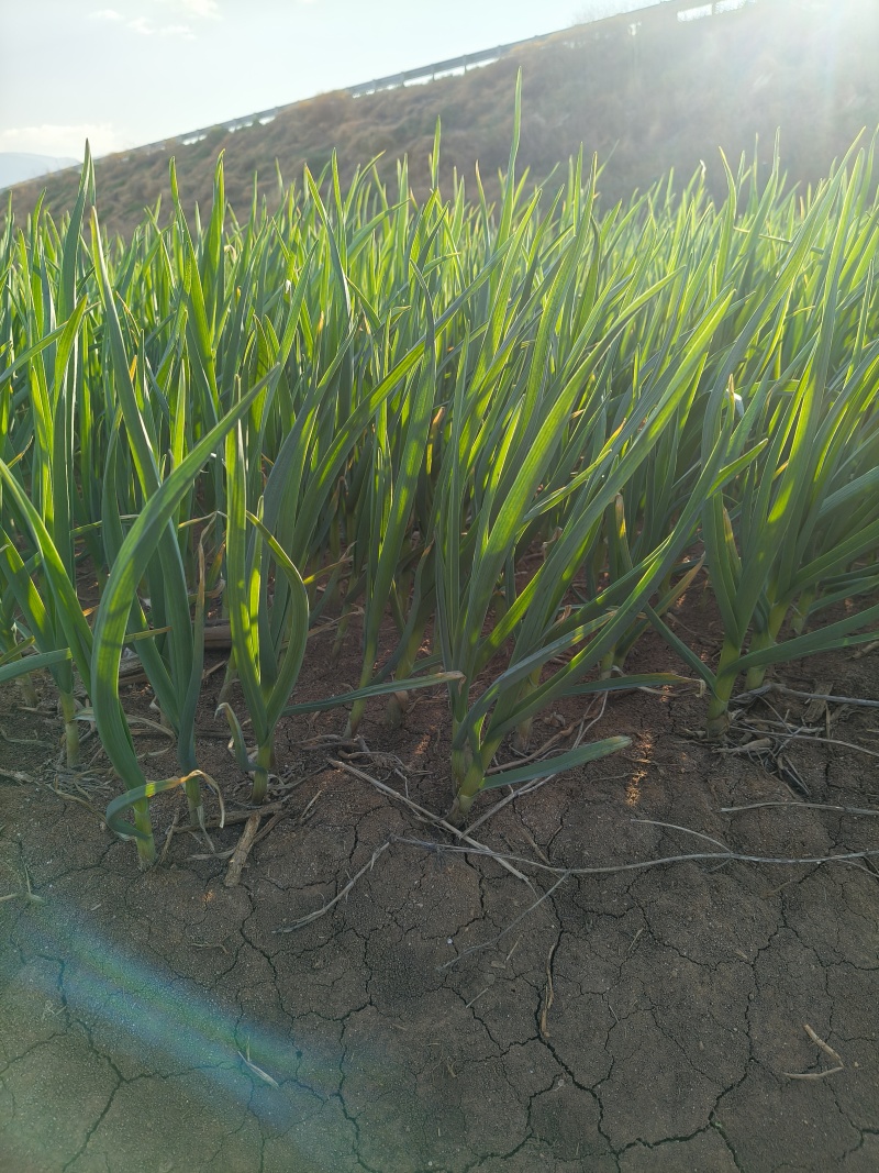 红根蒜苗