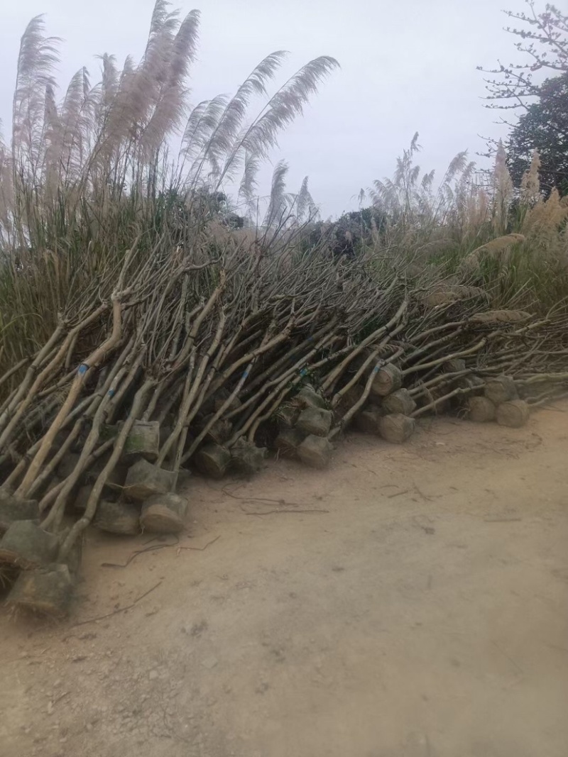 小叶紫薇规格齐全品种繁多，有需要绿化苗木的老板们来电