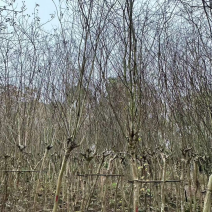 小叶紫薇规格齐全品种繁多，有需要绿化苗木的老板们来电
