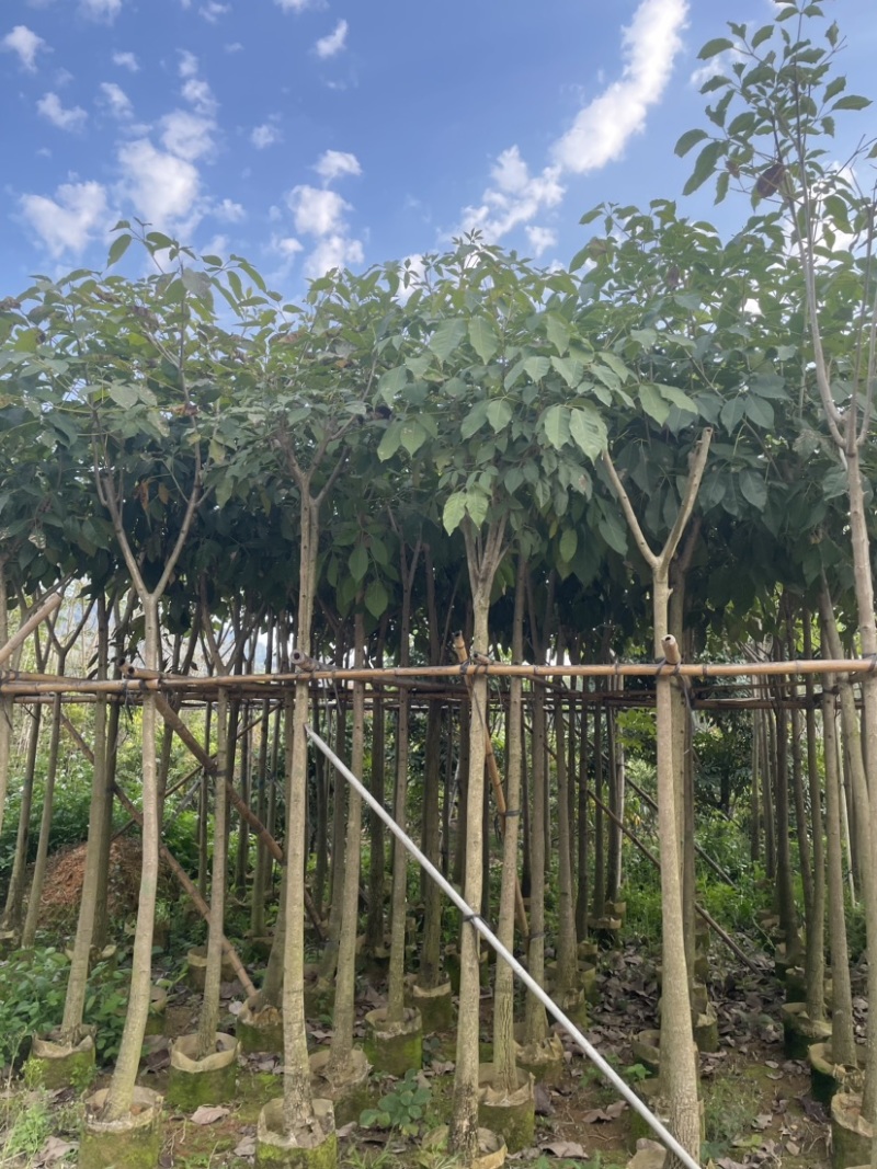 紫花风铃木规格齐全有需要绿化苗木的老板们欢迎来电洽谈