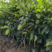泰国红宝石青柚苗南北四季皆可种植量大从优欢迎订购