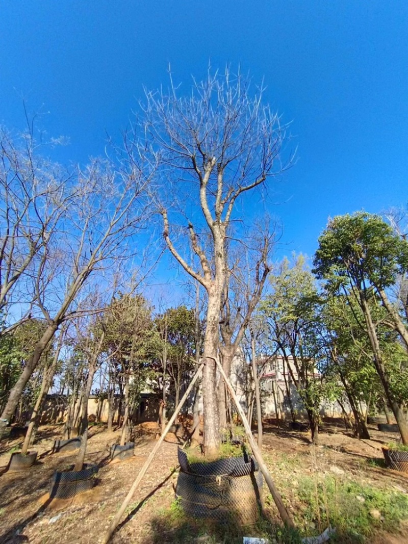 黄连木30-40公分，围子苗、移栽苗、成活率高、树形优美