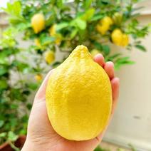 香水柠檬苗广东产地大量上市欢迎老板们进店