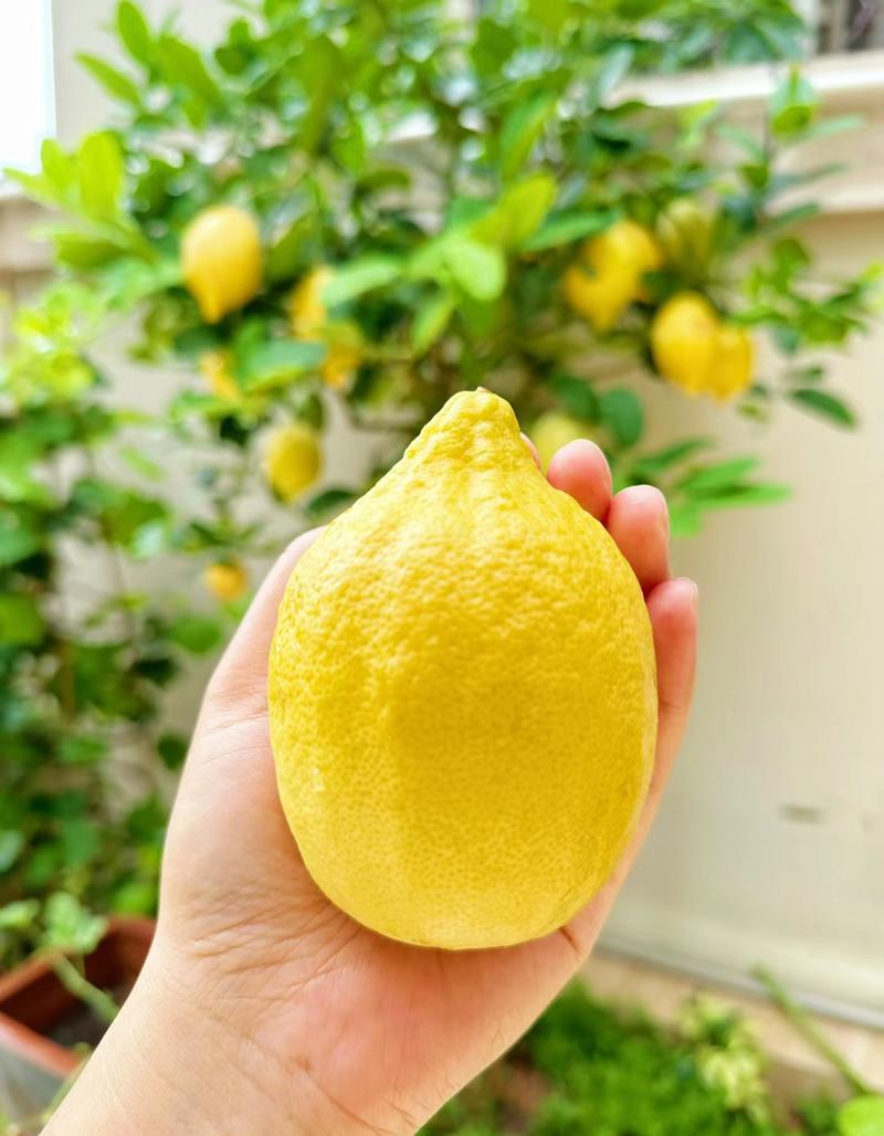 香水柠檬苗广东产地大量上市欢迎老板们进店看货