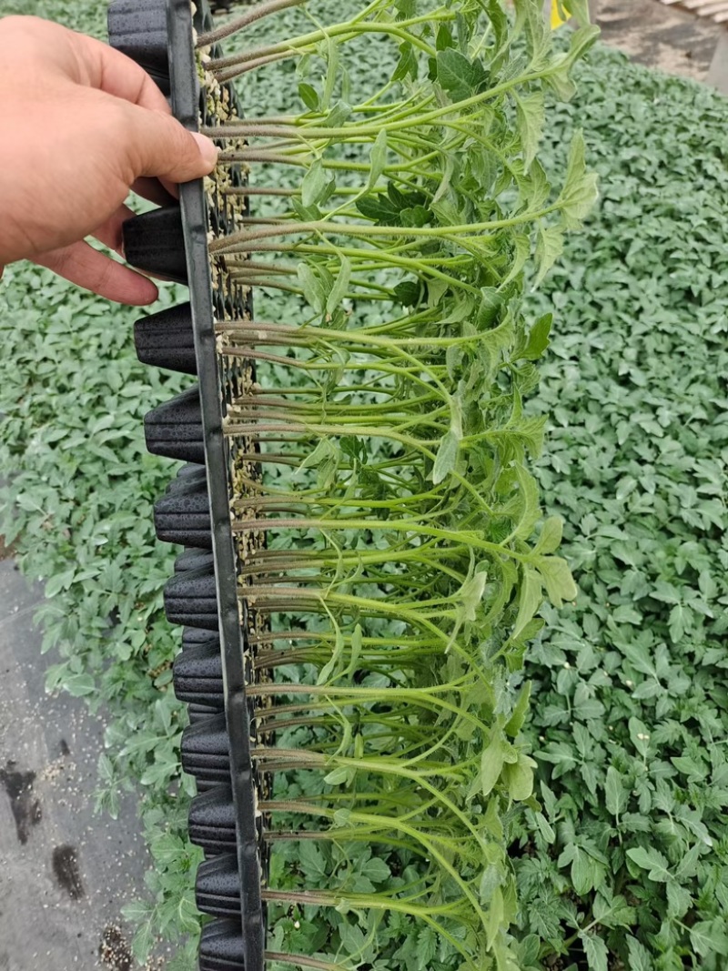 硬粉西红柿苗，抗寒抗热，早熟耐裂，露地种易栽培穴盘番茄苗