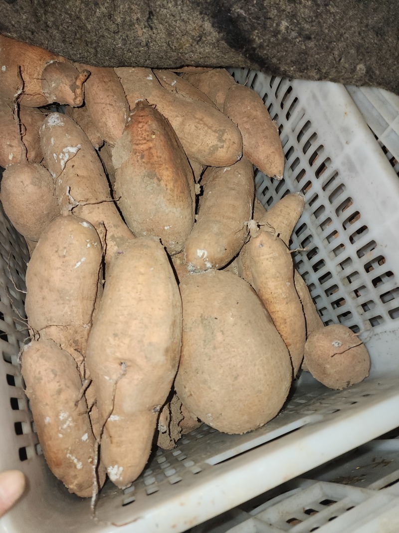 哈密红薯，供应各种电商团购