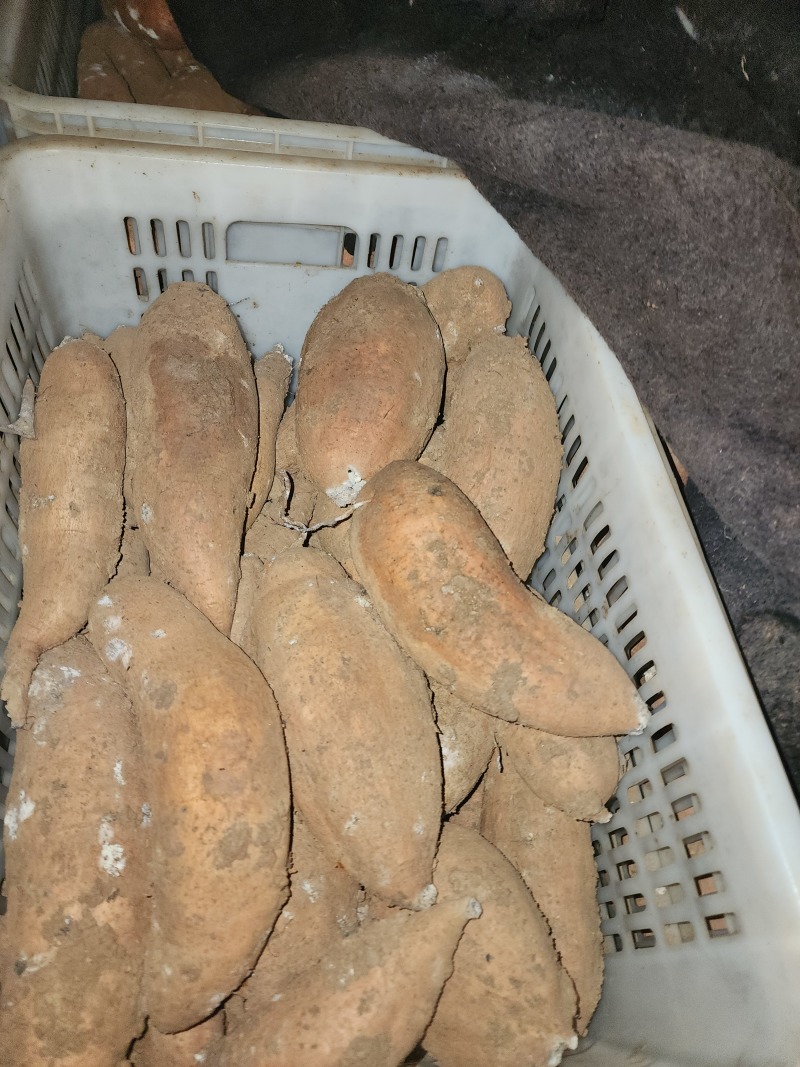 哈密红薯，供应各种电商团购