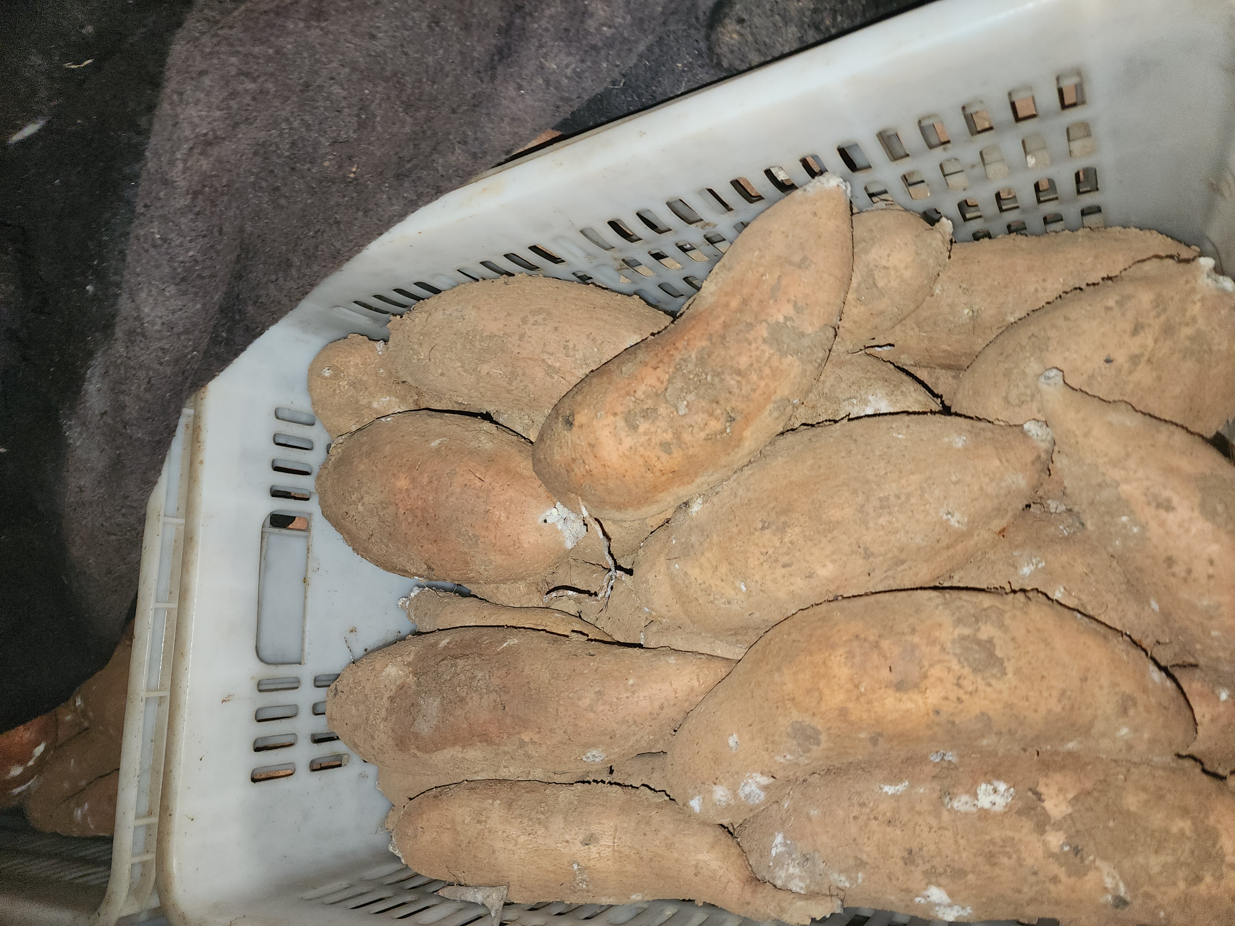 无人机垂直视角:左侧为山东烟台莱阳市万亩烟薯25标准化种植基地,薯蔓整齐匍匐,叶色浓绿均匀,垄沟笔直;右侧为新疆哈密市伊州区传统哈密红薯种植区,薯蔓生长势参差,部分地块可见明显缺苗断垄,反映二者在机械化适应性与群体整齐度上的本质差异 烟薯25与哈密红薯田间长势对比航拍图