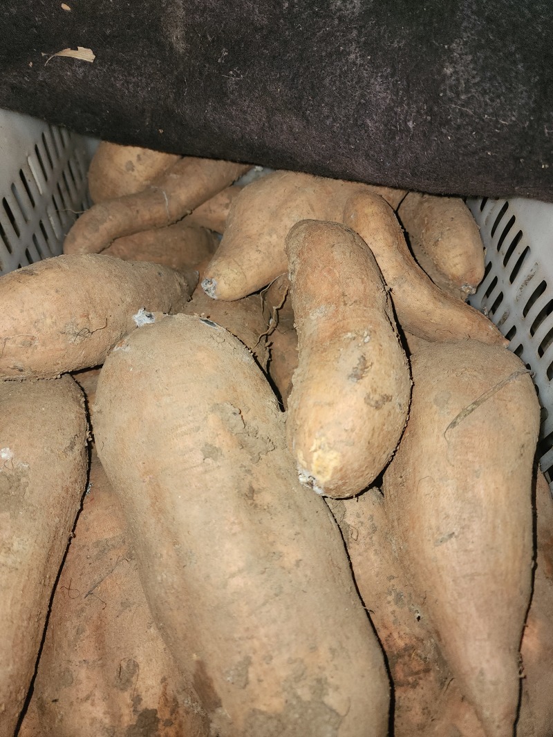 哈密红薯，供应各种电商团购