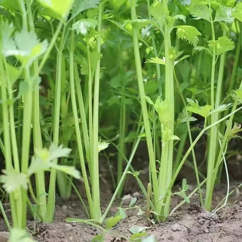 精品芹菜万亩基地直发，支持视频看货选货