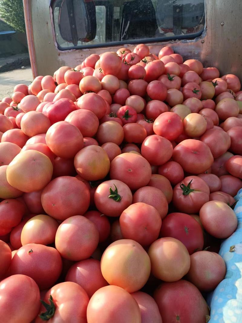 平度市崔家集西红柿