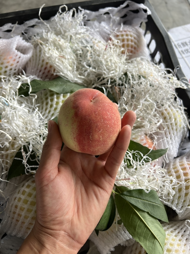龙泉水蜜桃水果一件代发蜜桃