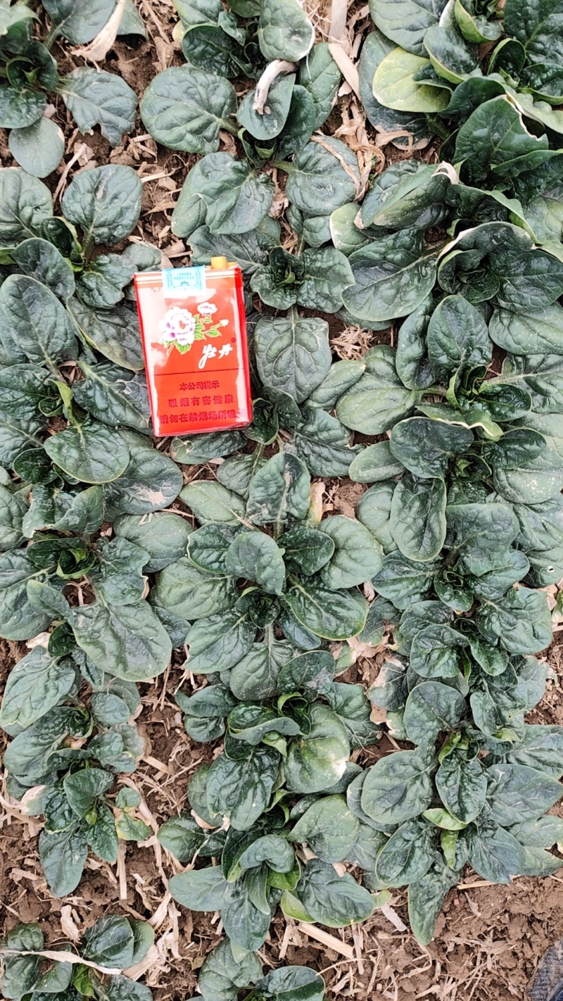 精品菠菜，质优价廉，大量供应中，全国发货