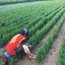 扁柏