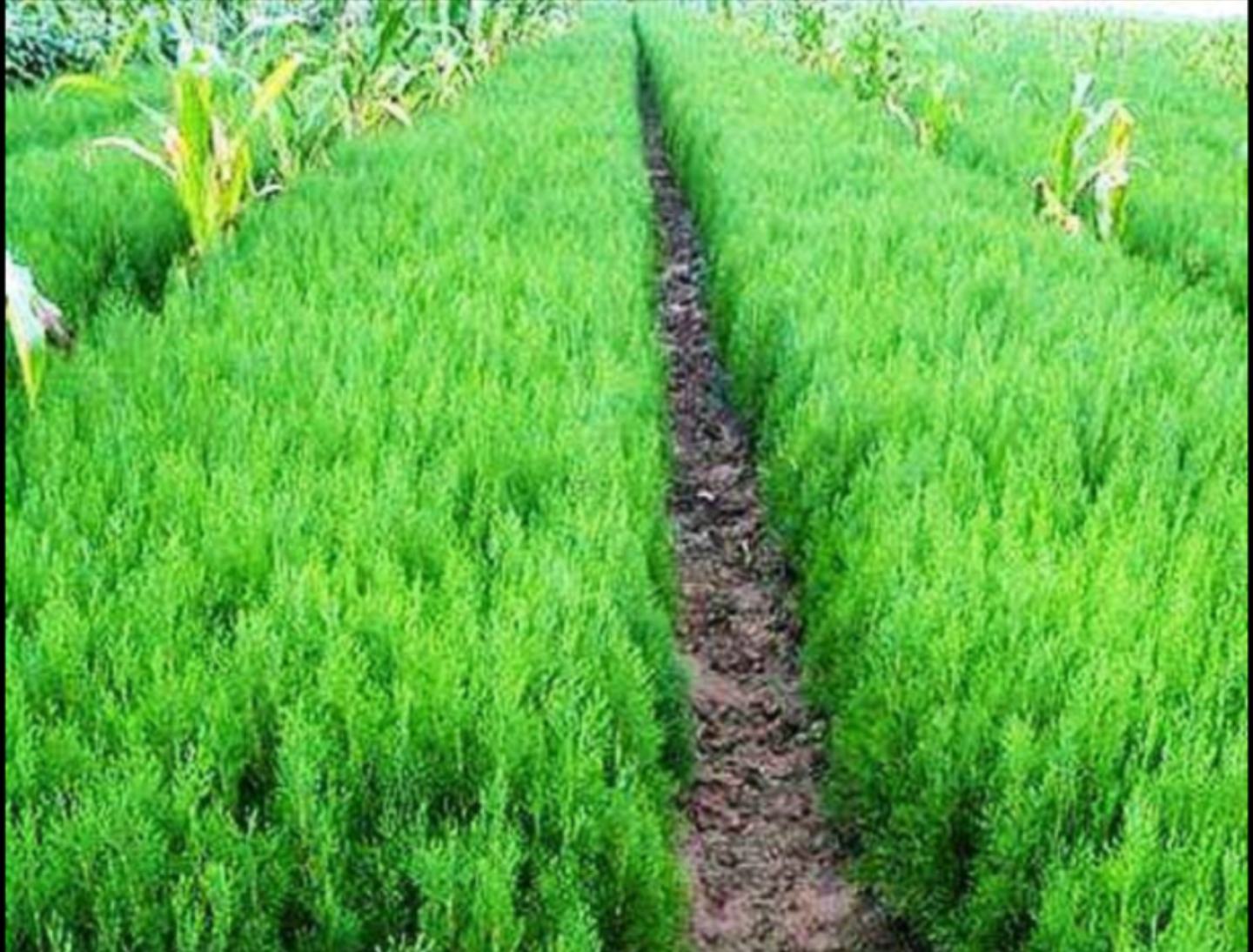 一个标准化的侧柏育苗示范园,整齐排列的幼苗栽植在垄上,地面覆盖黑色地膜,配有滴灌管道,工人正在进行日常巡查,展示现代化种植管理模式 侧柏幼苗种植示范园