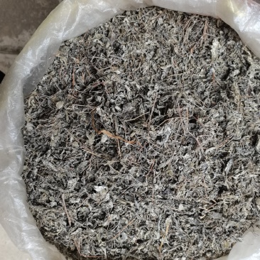 广西野生龙藤茶