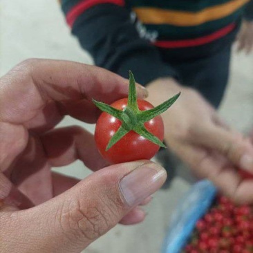 圣女果货源充足