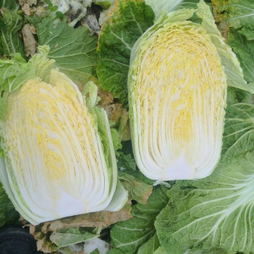 白菜黄心白菜