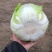 白菜黄心白菜
