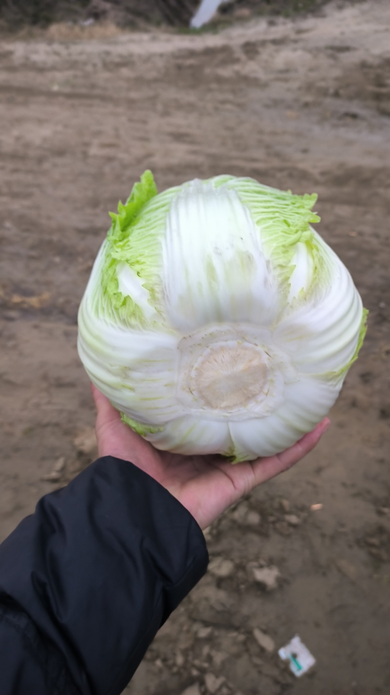 白菜黄心白菜