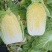 白菜黄心白菜
