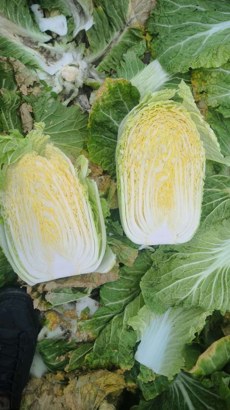 白菜黄心白菜