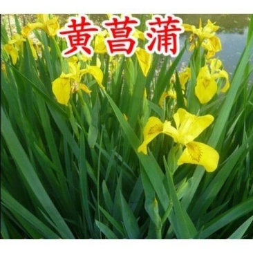 黄菖蒲花种子黄花鸢尾花种子水生植物种子庭院绿化景观易种花