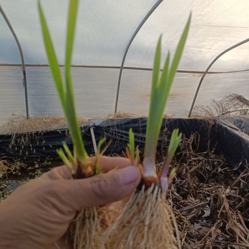 黄菖蒲花种子黄花鸢尾花种子水生植物种子庭院绿化景观易种花