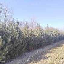 清地出售白皮松7000来棵，高度1.8米—2.2米