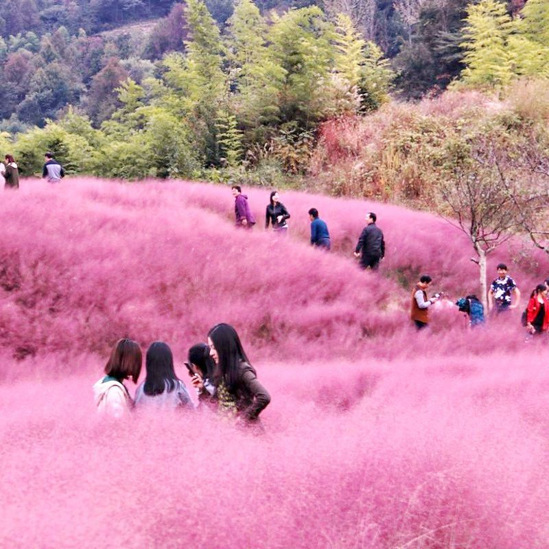 粉黛乱子草种毛芒乱子草花海草种子花种子庭院多年生花四季播