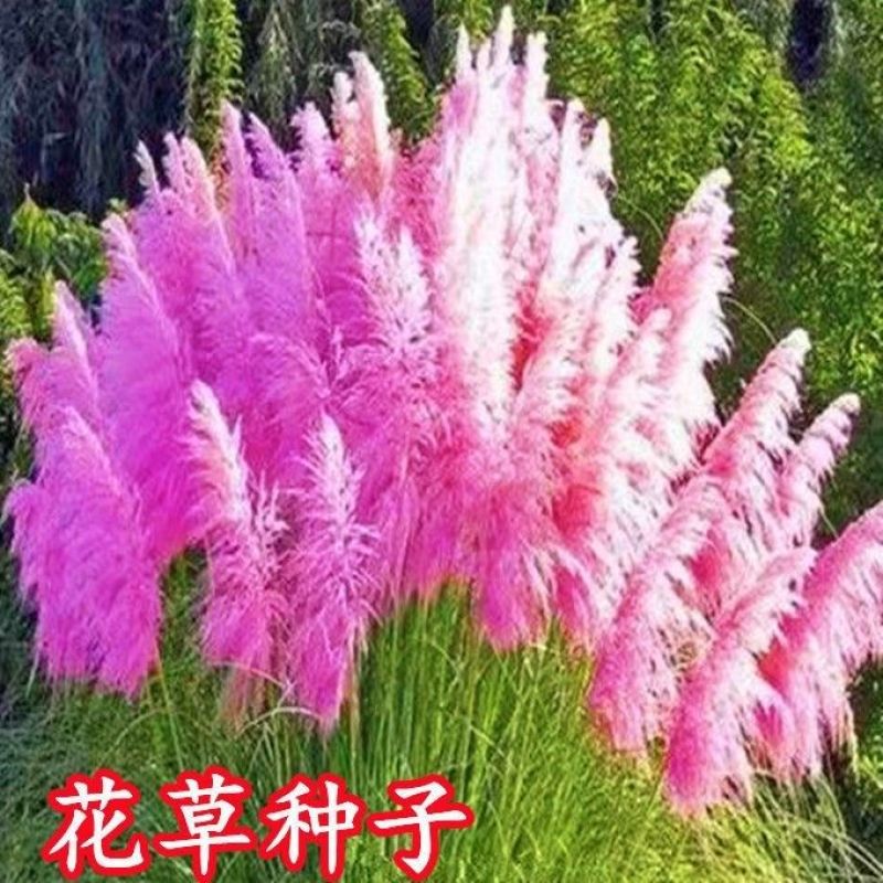 粉黛乱子草种毛芒乱子草花海草种子花种子庭院多年生花四季播