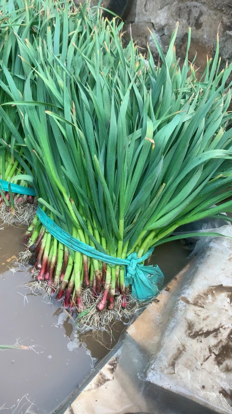 红根蒜苗
