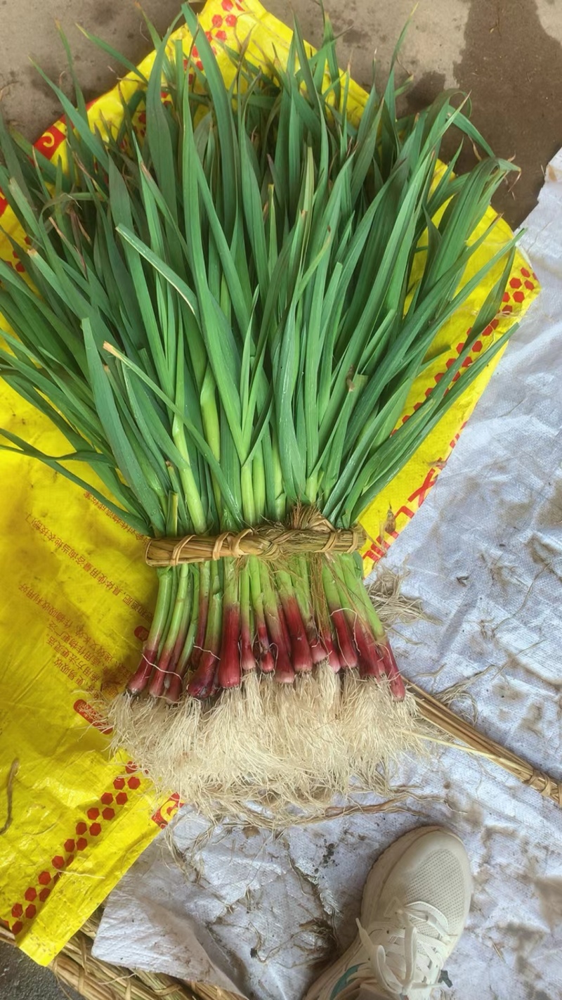 红根蒜苗