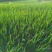 红根蒜苗