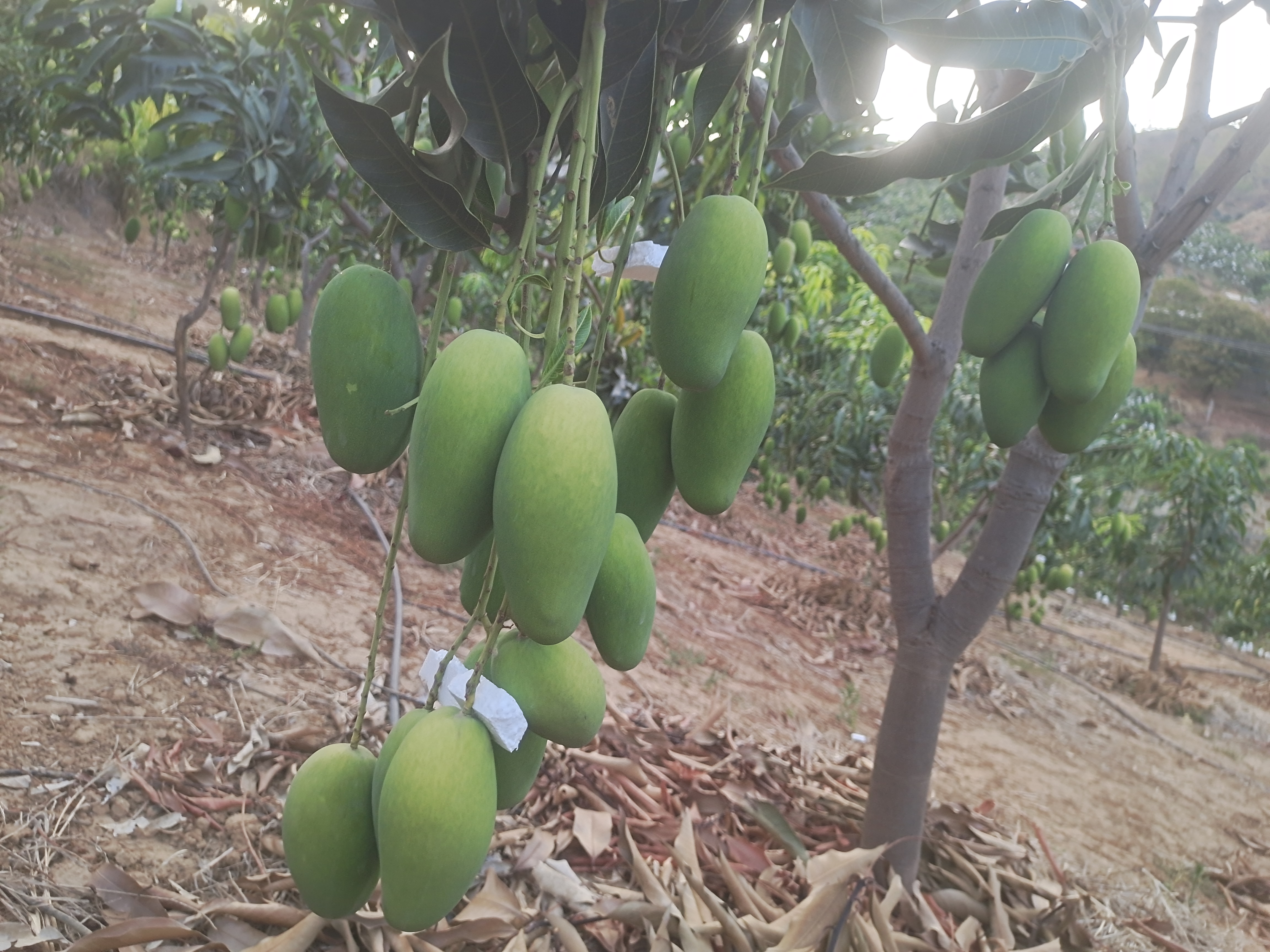 专业实验室场景,身穿白色实验服的技术人员使用高效液相色谱仪(HPLC)对石榴提取液进行花青素含量分析,旁边电脑屏幕显示峰值图谱,桌上摆放多个标有‘会理’‘运城’字样的样品瓶,体现科学严谨的品质检测流程 实验室工作人员正在进行石榴营养成分检测