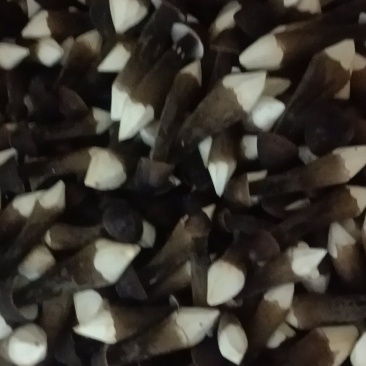 黑皮鸡枞菌基地常年直供，可全国各地，