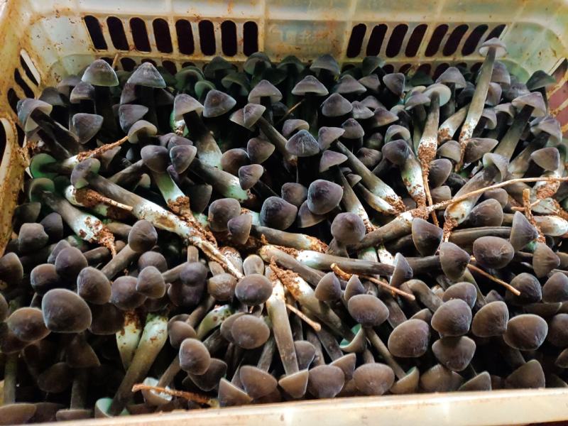 黑皮鸡枞菌基地常年直供，可全国各地，
