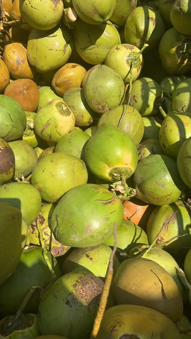 海南椰子基地大量供应，对接社区平台，市场，全国发货。