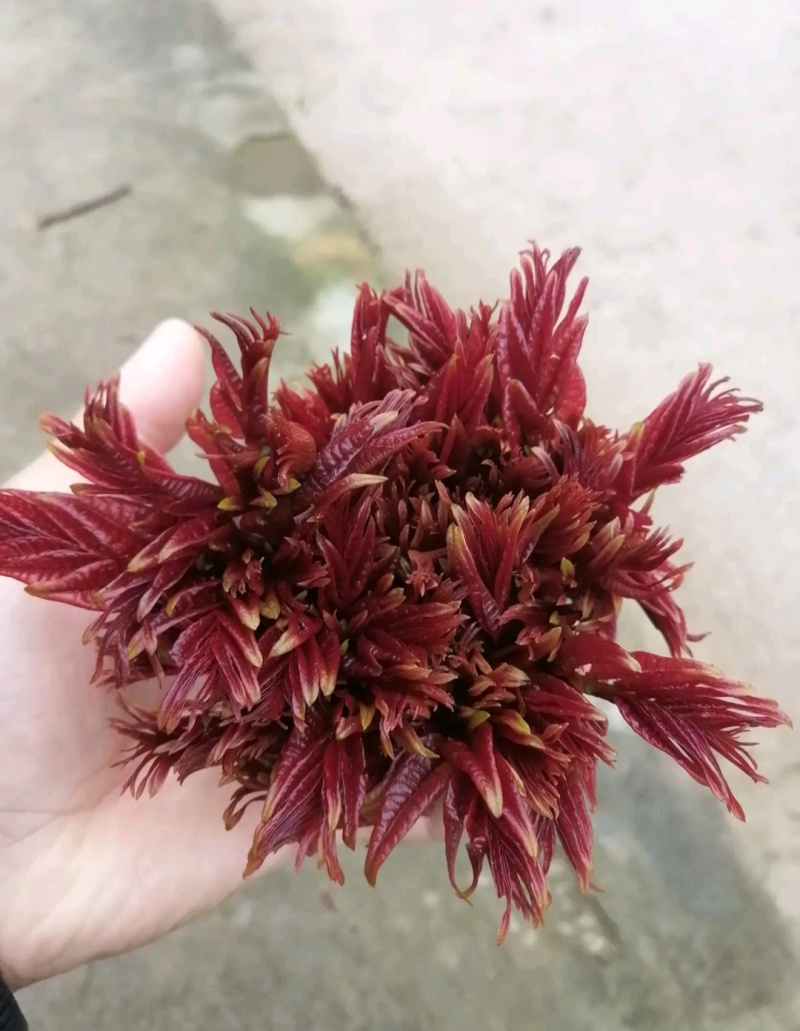 欢迎来电咨询大竹香椿芽