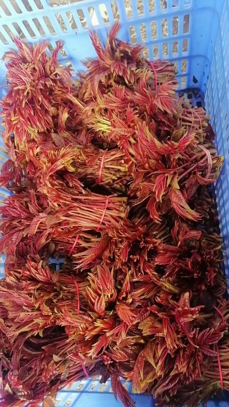 欢迎来电咨询大竹香椿芽